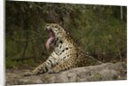 jaguar yawning by Anonymous