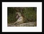 jaguar yawning by Anonymous