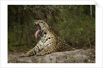 jaguar yawning by Anonymous