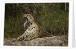 jaguar yawning by Anonymous