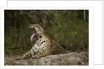 jaguar yawning by Anonymous