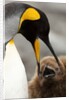 king penguin with baby by Anonymous