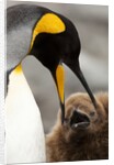 king penguin with baby by Anonymous