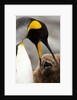 king penguin with baby by Anonymous
