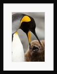 king penguin with baby by Anonymous
