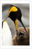king penguin with baby by Anonymous