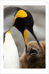 king penguin with baby by Anonymous