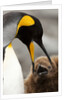 king penguin with baby by Anonymous