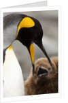 king penguin with baby by Anonymous
