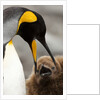 king penguin with baby by Anonymous