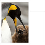 king penguin with baby by Anonymous