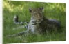 leopard in grass by Anonymous