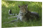 leopard in grass by Anonymous