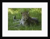 leopard in grass by Anonymous
