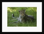 leopard in grass by Anonymous