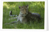 leopard in grass by Anonymous