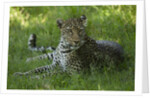 leopard in grass by Anonymous