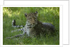 leopard in grass by Anonymous