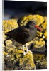 magelanic oystercatcher on rocks by Anonymous