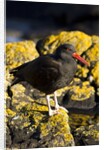 magelanic oystercatcher on rocks by Anonymous