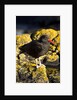 magelanic oystercatcher on rocks by Anonymous