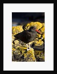 magelanic oystercatcher on rocks by Anonymous