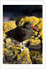 magelanic oystercatcher on rocks by Anonymous