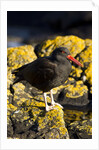 magelanic oystercatcher on rocks by Anonymous