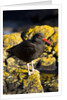 magelanic oystercatcher on rocks by Anonymous