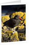 magelanic oystercatcher on rocks by Anonymous