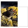magelanic oystercatcher on rocks by Anonymous