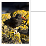 magelanic oystercatcher on rocks by Anonymous