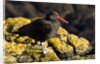 magellanic oystercatcher by Anonymous