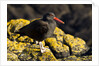 magellanic oystercatcher by Anonymous