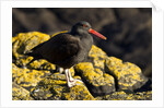 magellanic oystercatcher by Anonymous