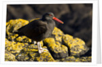 magellanic oystercatcher by Anonymous