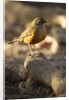 rufous-bellied thrush on rock by Anonymous