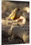 rufous-bellied thrush on rock by Anonymous