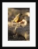 rufous-bellied thrush on rock by Anonymous