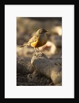 rufous-bellied thrush on rock by Anonymous