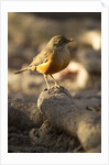 rufous-bellied thrush on rock by Anonymous