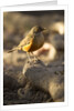 rufous-bellied thrush on rock by Anonymous