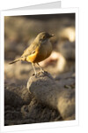 rufous-bellied thrush on rock by Anonymous