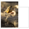 rufous-bellied thrush on rock by Anonymous