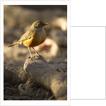 rufous-bellied thrush on rock by Anonymous