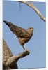 savanna hawk perched by Anonymous