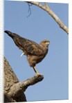 savanna hawk perched by Anonymous