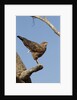 savanna hawk perched by Anonymous