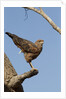 savanna hawk perched by Anonymous