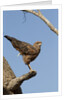 savanna hawk perched by Anonymous